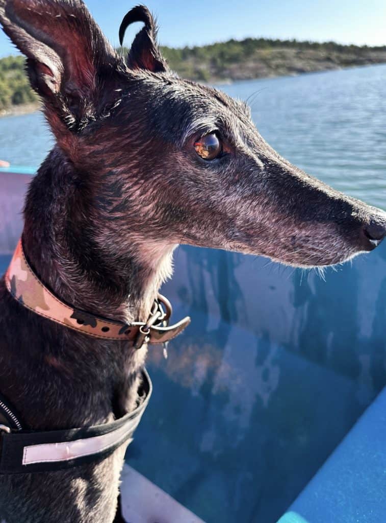 greyhound dog after getting out of water